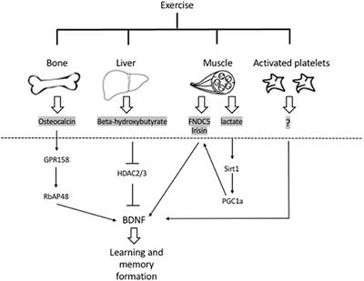 Exercise Factors Released by the Liver, Muscle, and Bones Have Promising Therapeutic Potential for Stroke